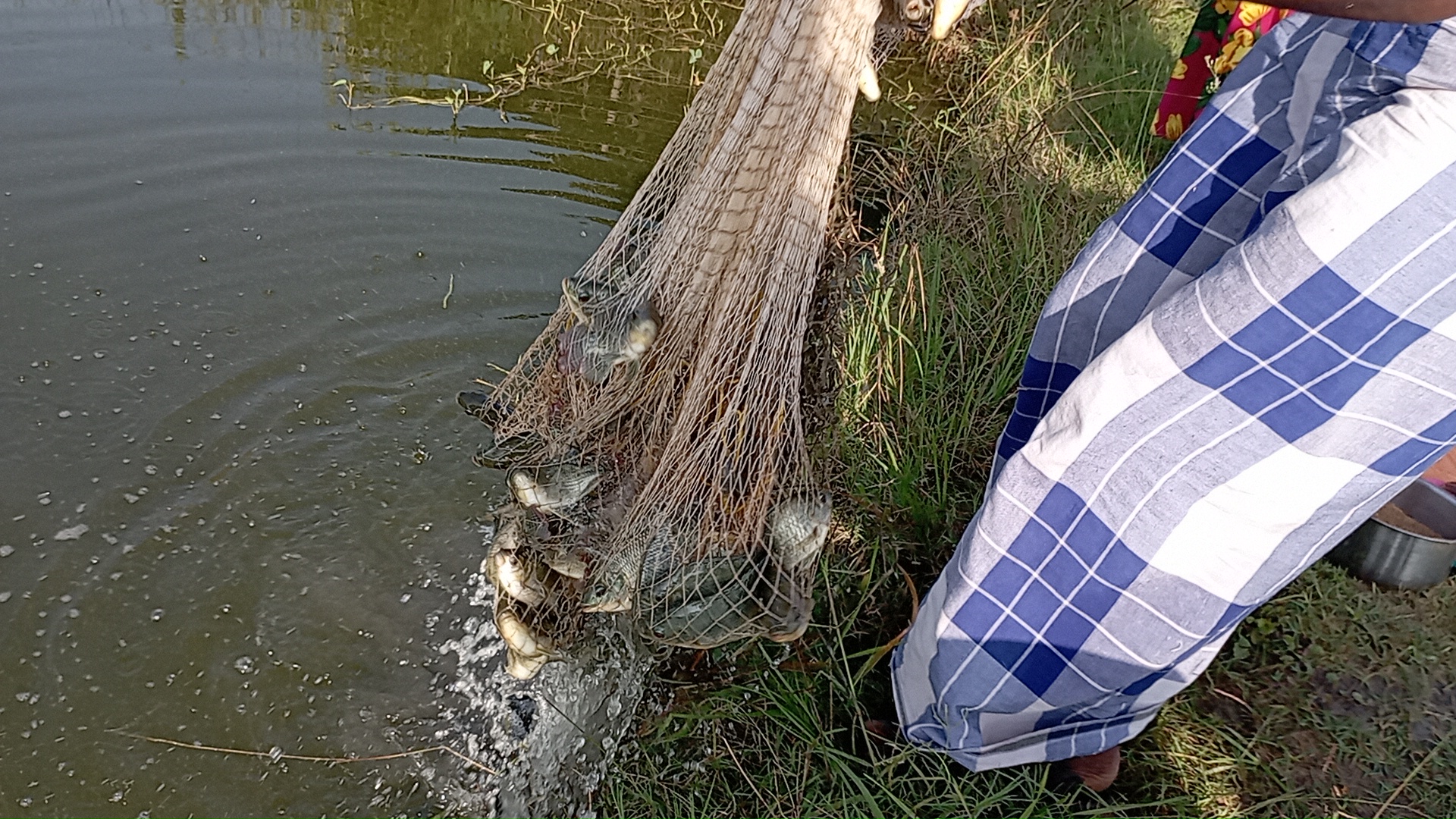 Tilapia farm at Neduvarampu, testing the growth on the 111th day.